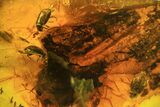 Three Fossil Beetles (Coleoptera) In Baltic Amber #73352-2